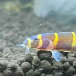 Kuhli Loach, photo 11