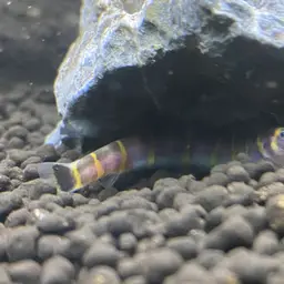 Kuhli Loach, photo 12