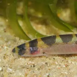 Kuhli Loach, photo 1