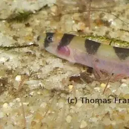 Kuhli Loach, photo 2
