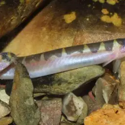 Kuhli Loach, photo 3