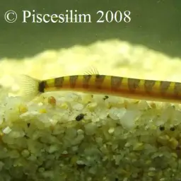 Kuhli Loach, photo 4
