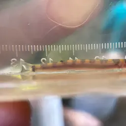 Kuhli Loach, photo 5