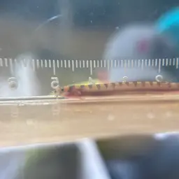 Kuhli Loach, photo 6