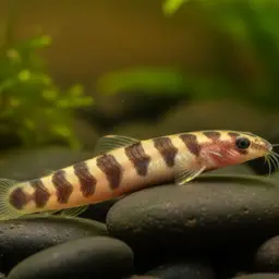 Kuhli Loach, photo 7