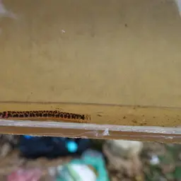 Spotted Kuhli Loach, photo 1