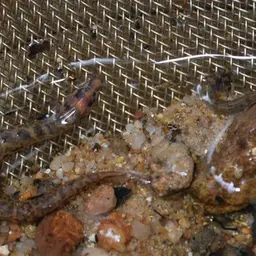 Spotted Kuhli Loach, photo 2
