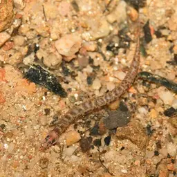Spotted Kuhli Loach, photo 3