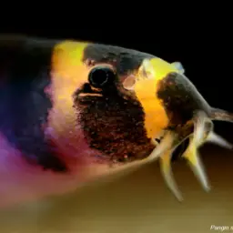 Slimy Loach, photo 1