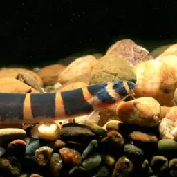 Slimy Loach, photo 2