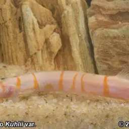 Slimy Loach, photo 3