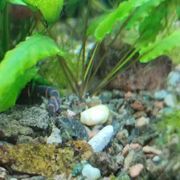 Slimy Loach, photo 5