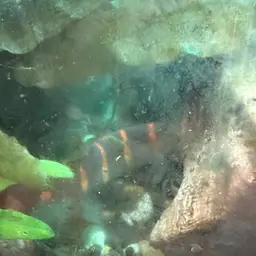 Slimy Loach, photo 6
