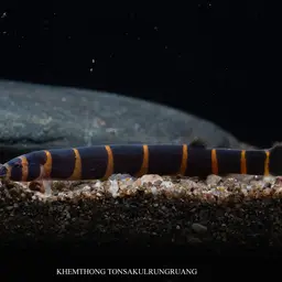 Slimy Loach, photo 7