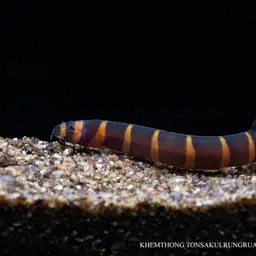 Slimy Loach, photo 8