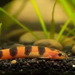Slimy Loach, photo 9