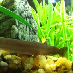 Black Kuhli Loach