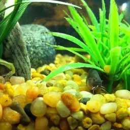 Black Kuhli Loach, photo 2