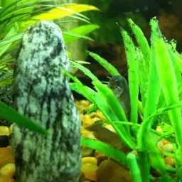 Black Kuhli Loach, photo 3