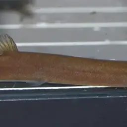 Black Kuhli Loach, photo 4