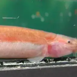Black Kuhli Loach, photo 5