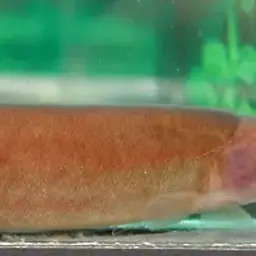 Black Kuhli Loach, photo 6