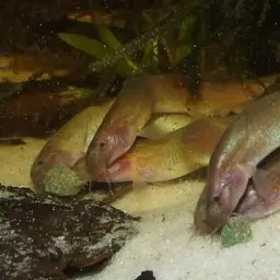 Black Kuhli Loach, photo 7