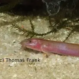 Black Kuhli Loach, photo 8
