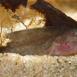 Black Kuhli Loach, photo 9