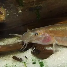 Black Kuhli Loach, photo 10