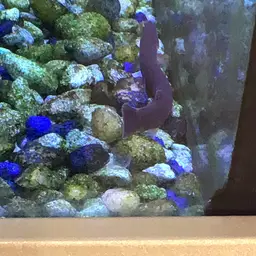 Black Kuhli Loach, photo 11