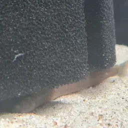 Black Kuhli Loach, photo 12