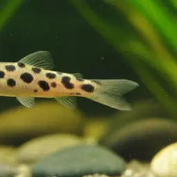 Pangio Loach