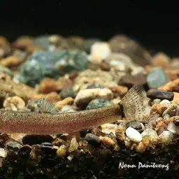Kuhli Loach, photo 1
