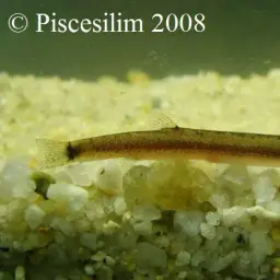 Kuhli Loach, photo 2
