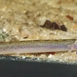 Kuhli Loach, photo 3