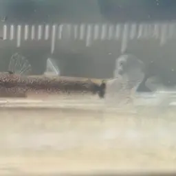 Kuhli Loach, photo 4