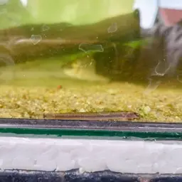 Kuhli Loach, photo 5