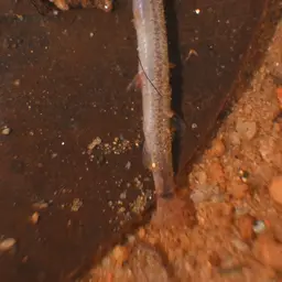 Kuhli Loach, photo 6