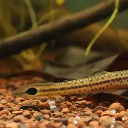 Kuhli Loach, photo 7