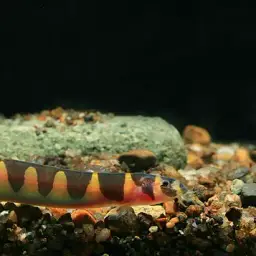 Malayan Loach, photo 1