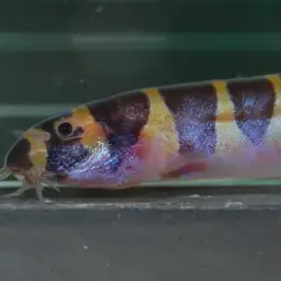 Malayan Loach, photo 2