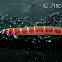 Malayan Loach, photo 3