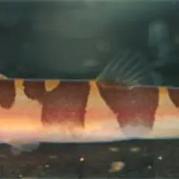 Malayan Loach, photo 4