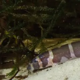 Malayan Loach, photo 5