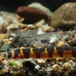 Malayan Loach, photo 6
