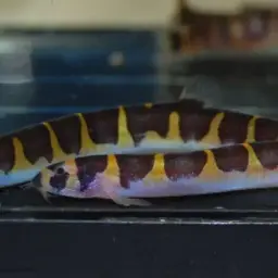 Malayan Loach, photo 7