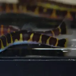 Malayan Loach, photo 8