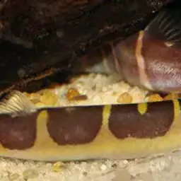 Malayan Loach, photo 9