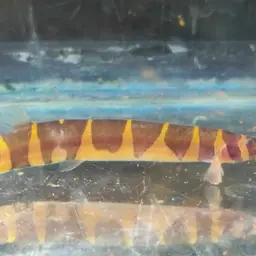Malayan Loach, photo 10